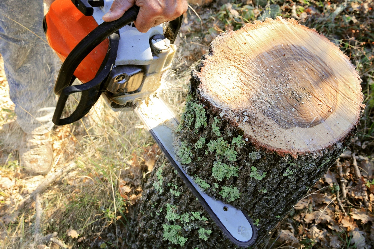 Tronçonnage d'une souche d'arbre lors d'un abattage
