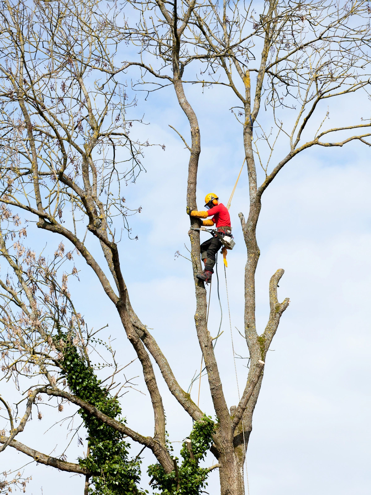 Élagage d'un arbre en hauteur avec équipement de sécurité