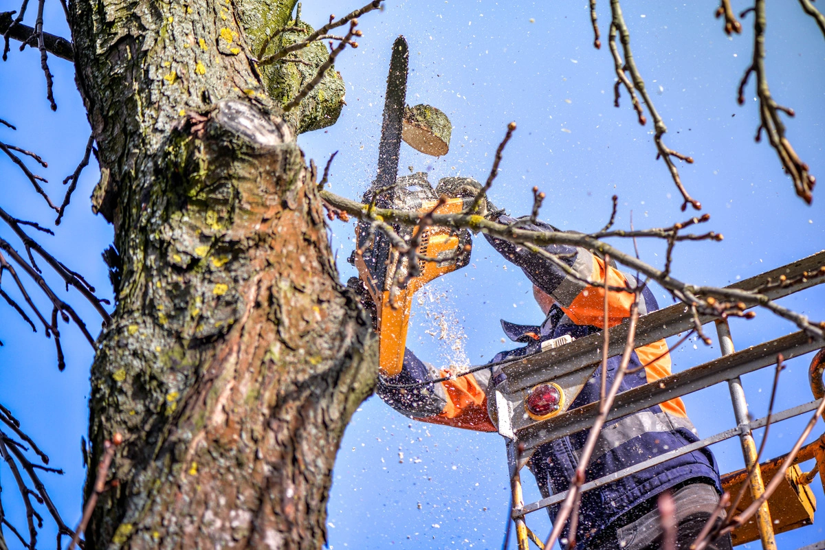 Abattage d'un arbre avec tronçonneuse depuis une nacelle
