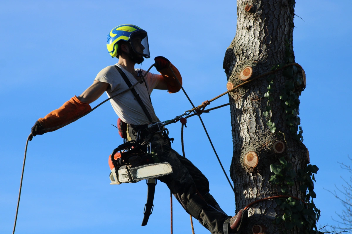 Élagueur en hauteur équipé pour abattage d'arbre