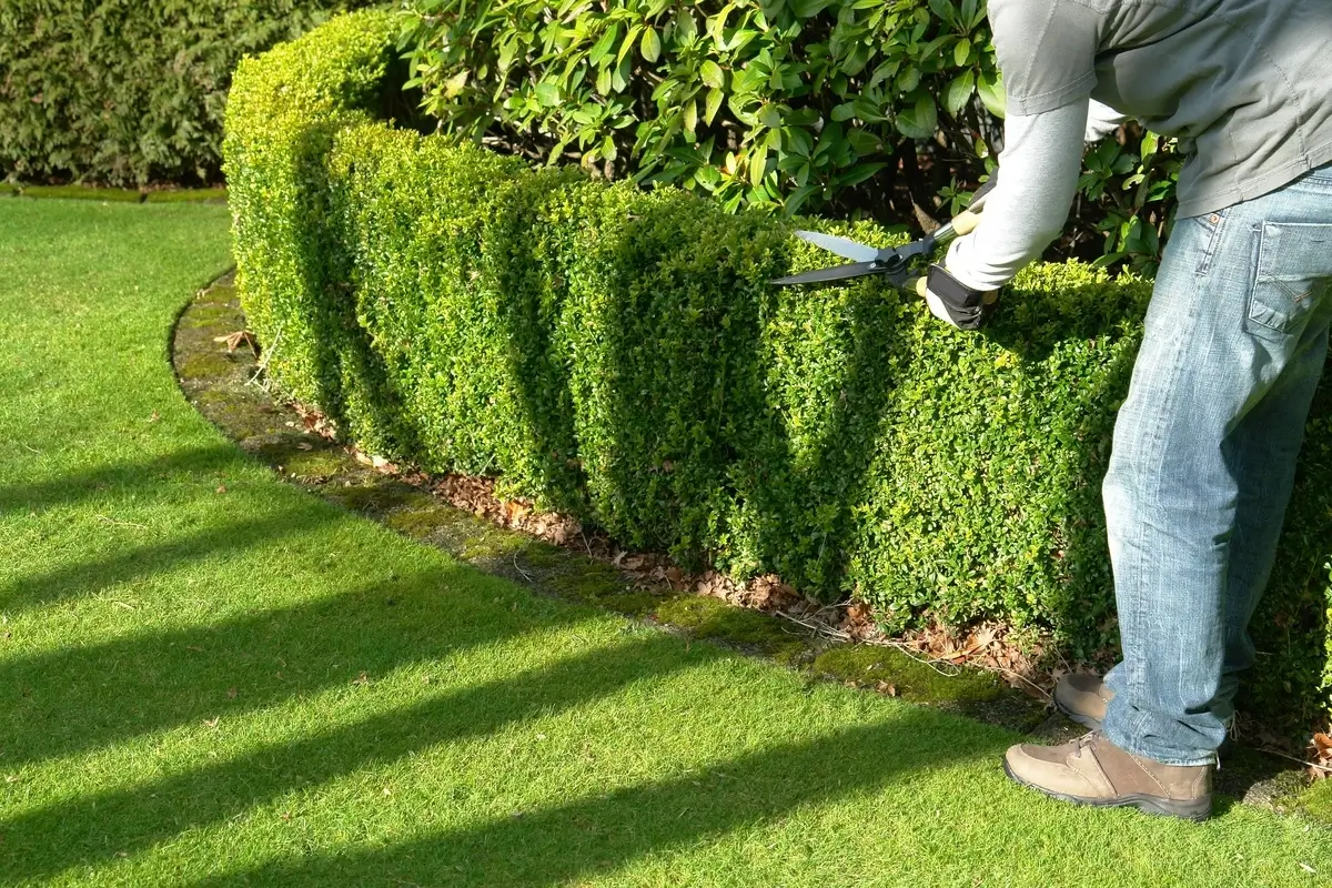 Taille de haie lors d'un entretien de jardin après élagage