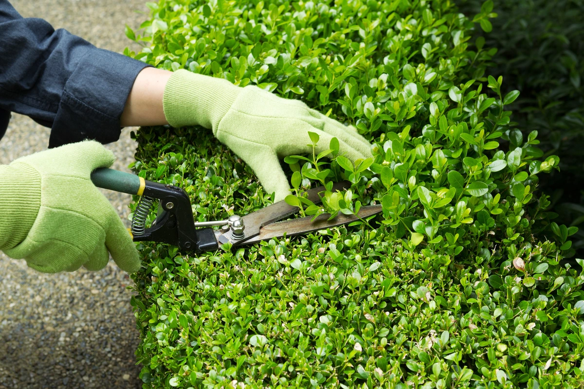 Taille de haie avec sécateur manuel pour entretien de jardin