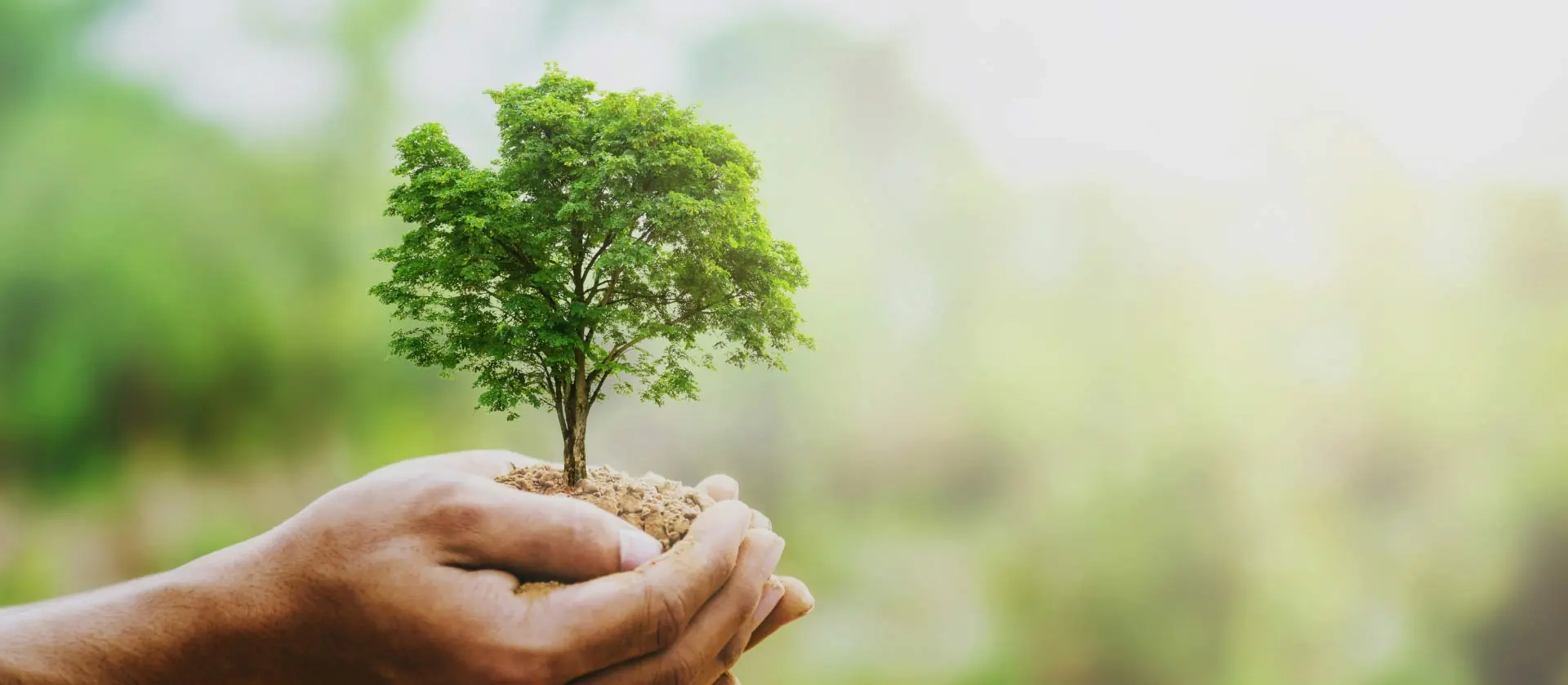 Élaguer pour mieux grandir, <span>votre arbre entre de bonnes mains !</span>