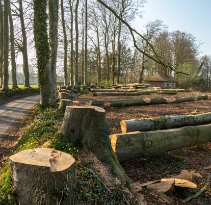 Bois de chauffage
